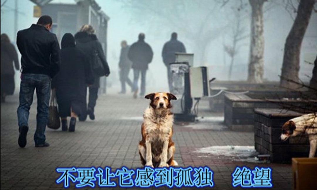 眉山眉山爱影圈微博微信转发案例
